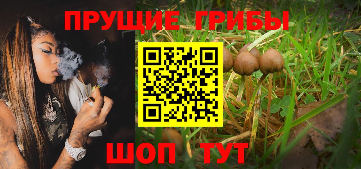 Галлюциногенные грибы Psilocybe  Галлюциногенные грибы прущие грибы  Вязьма  Вход с VPN 